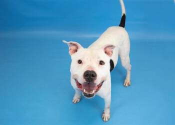 Pit Bull Terrier and Mixed Breed Dogs Available for Adoption - SEVEN | PetCurious