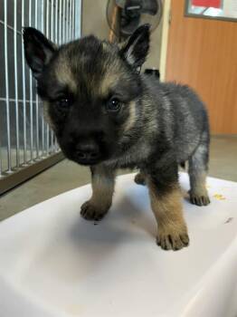 PUTTER* -  German Shepherd Dog and Mixed Breed Dog for Adoption in Santa Cruz, California - PUTTER* | PetCurious