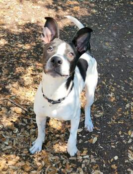 Australian Cattle Dog Blue Heeler Dogs Available for Adoption - Munch | PetCurious