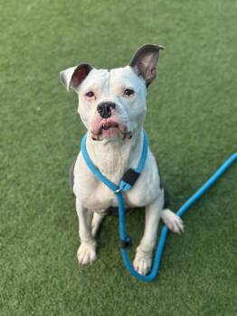 Rescue Pit Bull Terrier Dogs for Adoption in Eagle, Idaho - Zeke **Courtesy Post. Out Of Town Pet. See Below For Details** | PetCurious