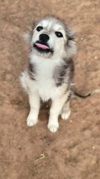 Mixed Breed Dogs Available for Adoption - Blanche | PetCurious