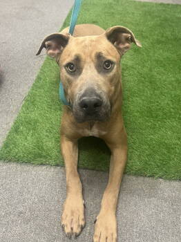 Rescue Rhodesian Ridgeback and Black Mouth Cur Dogs for Adoption in Euless, Texas - George | PetCurious