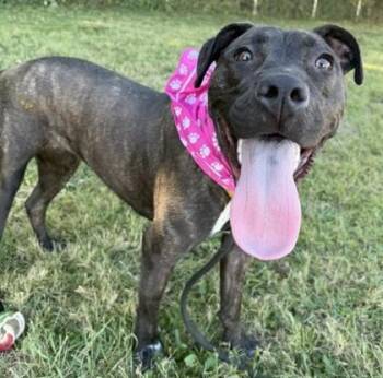 Strawberries and Cream -  Mixed Breed Dog for Adoption in New Albany, Indiana - Strawberries And Cream | PetCurious