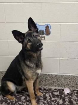 German Shepherd Dog and Mixed Breed Dogs Available for Adoption in Westland, Michigan - Sofia | PetCurious