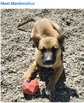 Australian Shepherd Dogs Available for Adoption in Salt Lake City, Utah - Marshmellow  | PetCurious