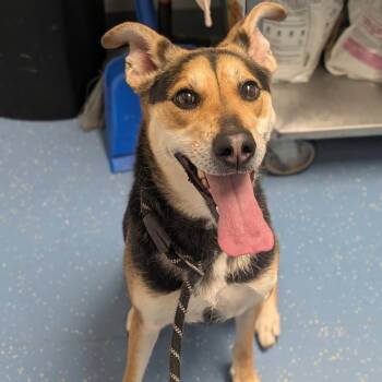 German Pinscher Dogs Available for Adoption - Tuti | PetCurious