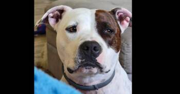 Kira -  Pit Bull Terrier Dog Available for Adoption in Greater Northdale, Florida - Kira | PetCurious