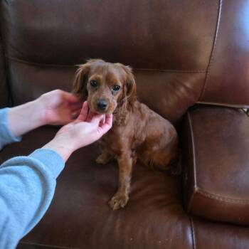 Cocker Spaniel Dogs Available for Adoption - Fern | PetCurious