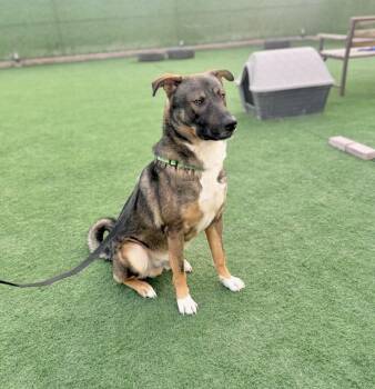 Baloo -  Shepherd and Labrador Retriever Dog for Adoption in Huntingtown, Maryland - Baloo | PetCurious