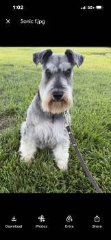 Sonic -  Miniature Schnauzer Dog for Adoption in St. Louis, Missouri - Sonic | PetCurious