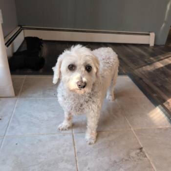 Khaleesi -  Bichon Frise and Miniature Poodle Dog for Adoption in Springboro, Ohio - Khaleesi | PetCurious