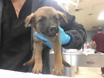 Belgian Shepherd Malinois and Mixed Breed Dogs Available for Adoption in Riverside, California - MELISSA | PetCurious