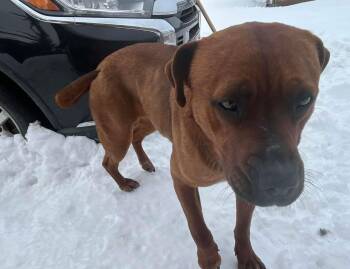 Labrador Retriever Dogs Available for Adoption in Calgary, Alberta - Winnie | PetCurious