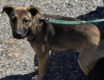 *Bailey* -  German Shepherd Dog Dog for Adoption in Salt Lake City, Utah - *Bailey* | PetCurious