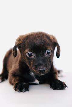 Kiwi -  Australian Cattle Dog Blue Heeler and Spaniel Dog for Adoption in San Diego, California - Kiwi | PetCurious