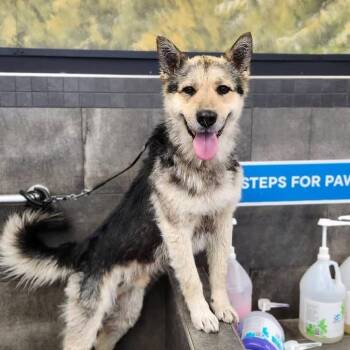 Durango -  Shepherd and Husky Dog for Adoption in Meadow Lake, Saskatchewan - Durango | PetCurious