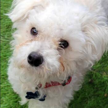 Coton De Tulear and Poodle Dogs Available for Adoption - Poecilla | PetCurious