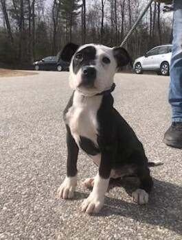 Pit Bull Terrier Dogs Available for Adoption in Winthrop, Massachusetts - Shayla | PetCurious
