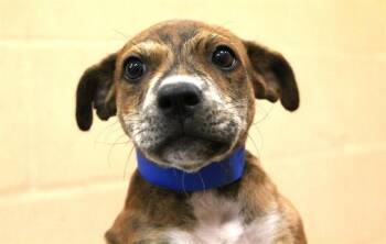 RIO -  Pit Bull Terrier and Mixed Breed Dog for Adoption in Fort Lauderdale, Florida - RIO | PetCurious