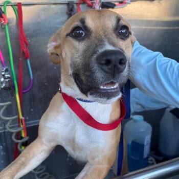 Daphne -  Shepherd and Hound Dog for Adoption in Tampa, Florida - Daphne | PetCurious