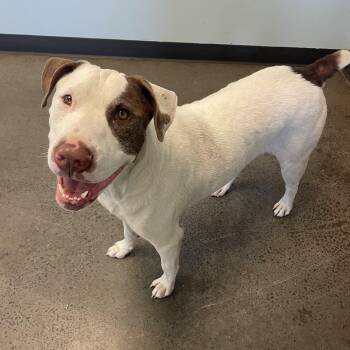 Shugg -  Mixed Breed Dog for Adoption in Mishawaka, Indiana - Shugg | PetCurious