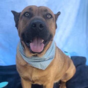 Rescue Shepherd Dogs for Adoption in Houston, Texas - Draco | PetCurious
