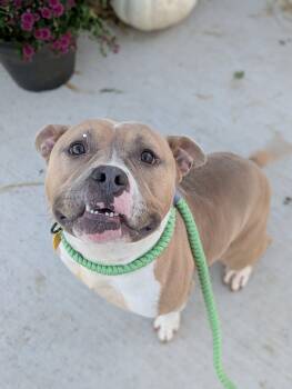 Arnold -  Pit Bull Terrier Dog for Adoption in Cleveland, Ohio - Arnold | PetCurious