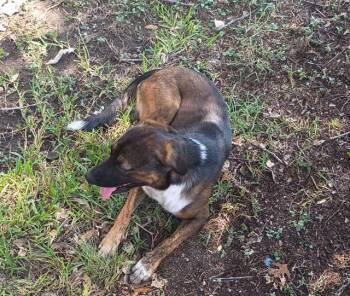 OLAN -  Hound Dog for Adoption in San Antonio, Texas - OLAN | PetCurious