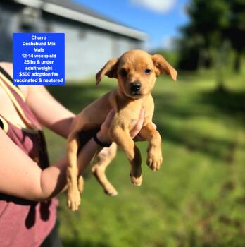 Churro -  Dachshund Dog for Adoption in Oviedo, Florida - Churro | PetCurious