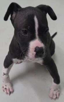 Curley -  Mixed Breed Dog for Adoption in Savannah, Georgia - Curley | PetCurious