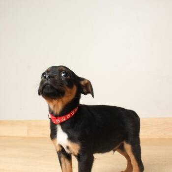 Rat Terrier and Dachshund Dogs Available for Adoption in Minnetonka, Minnesota - Disco Comet D68841 | PetCurious