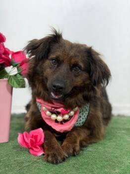 Beautiful-One of our Amazing Rescue Dogs -  Irish Setter and Flat Coated Retriever Dog for Adoption in Carlsbad, California - Beautiful-One Of Our Amazing Rescue Dogs | PetCurious