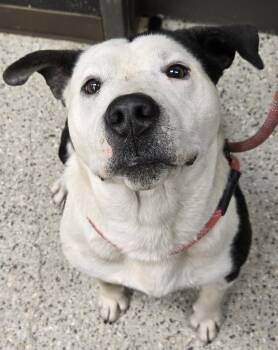 Dante -  Hound and Mixed Breed Dog for Adoption in Saint Clairsville, Ohio - Dante | PetCurious