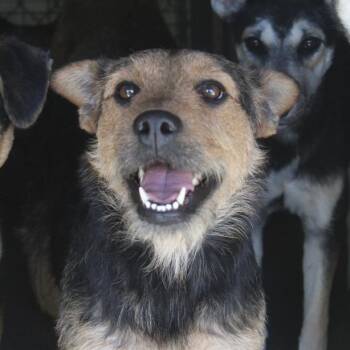 Rescue Terrier Dogs for Adoption in Yucca Valley, California - Tombola | PetCurious
