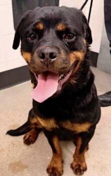 Rottweiler Dogs Available for Adoption - Bubbles | PetCurious