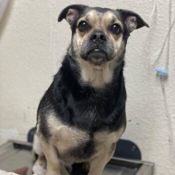 Chihuahua and Mixed Breed Dogs Available for Adoption - Oswald | PetCurious