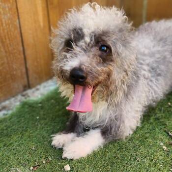 Poodle Dogs Available for Adoption in Austin, Texas - Spinach SC | PetCurious
