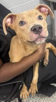 Mixed Breed Dogs Available for Adoption in West Chester, Pennsylvania - Little B | PetCurious
