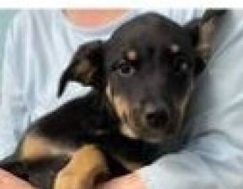 Rescue Labrador Retriever and Mixed Breed Dogs for Adoption in Kansas City, Missouri - Isla | PetCurious