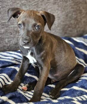 Aspyn -  Rottweiler Dog for Adoption in Waunakee, Wisconsin - Aspyn | PetCurious