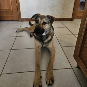 Shepherd Dogs Available for Adoption in Belleville, Illinois - Dot | PetCurious