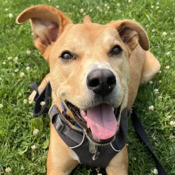 Cupid -  Mixed Breed Dog for Adoption in Ithaca, New York - Cupid | PetCurious