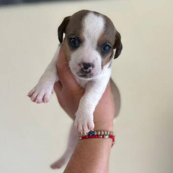 Rescue Chihuahua and Poodle Dogs for Adoption in Sherwood, Oregon - Trip | PetCurious