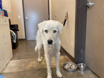 PEARL -  Great Pyrenees Dog for Adoption in Ontario, California - PEARL | PetCurious