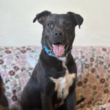 Pickles -  Pit Bull Terrier and Mixed Breed Dog for Adoption in Salt Lake City, Utah - Pickles | PetCurious