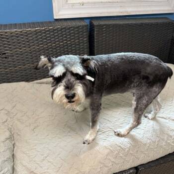 Miniature Schnauzer Dogs Available for Adoption in Sunderland, Maryland - Howlie Mandell | PetCurious