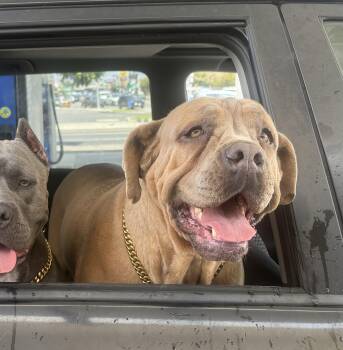 Chenchita -  Mastiff and Neapolitan Mastiff Dog for Adoption in Los Angeles, California - Chenchita | PetCurious
