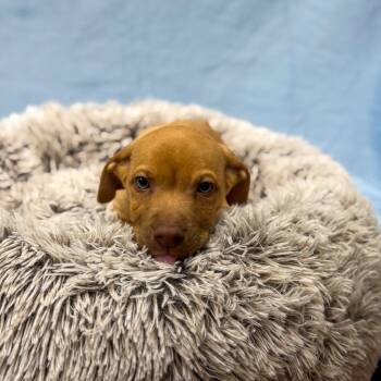 Labrador Retriever and Mixed Breed Dogs Available for Adoption - Louie | PetCurious