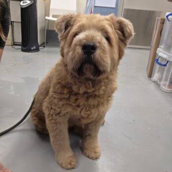 Chicken Tender -  Mixed Breed Dog for Adoption in Chicago, Illinois - Chicken Tender | PetCurious