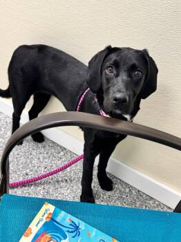 Labrador Retriever Dogs Available for Adoption in Liverpool, New York - Edna | PetCurious